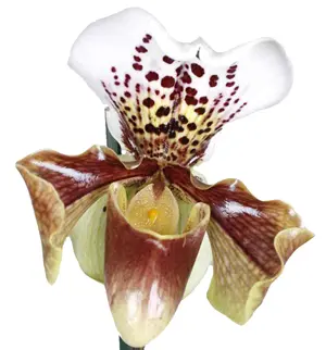Hoa lan hài