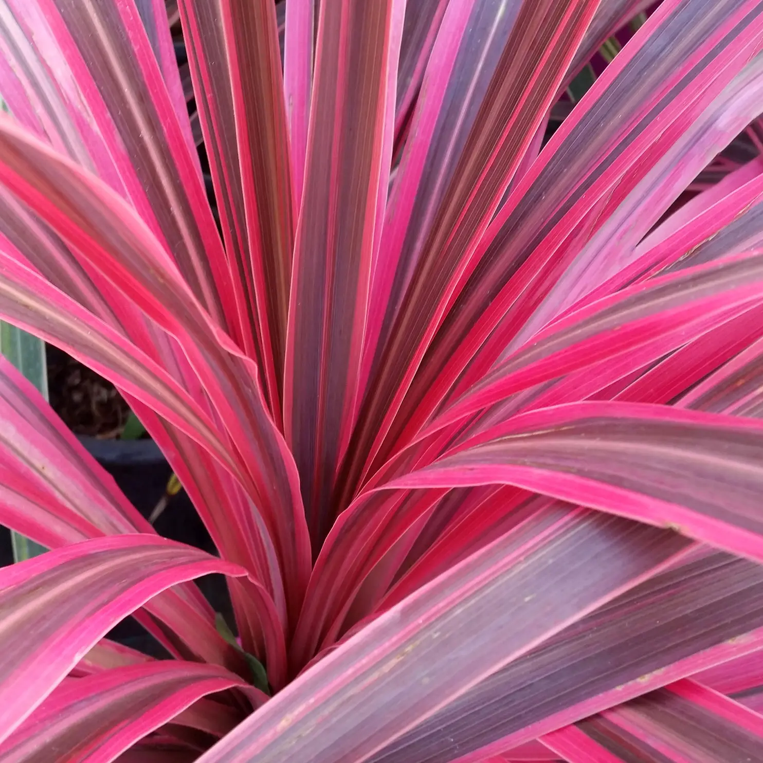 Lá Ti (Cordyline)