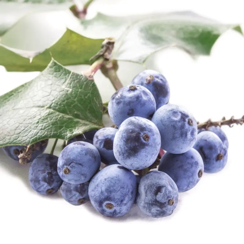 Cây Mahonia