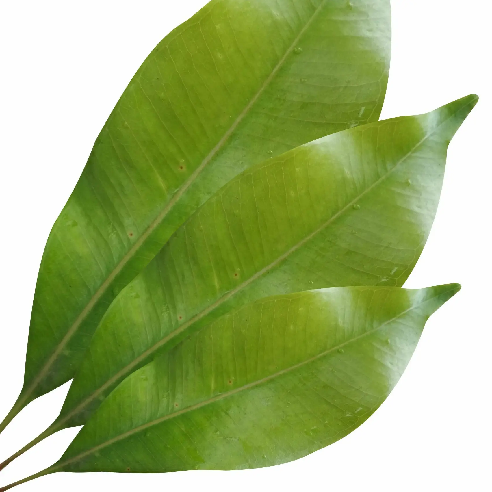 Lá đinh hương