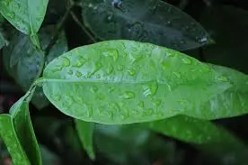 Lá bưởi