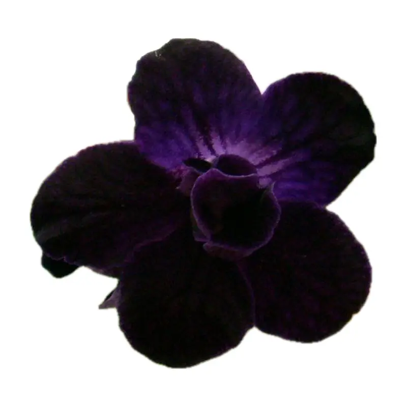 Hoa dành dành đen