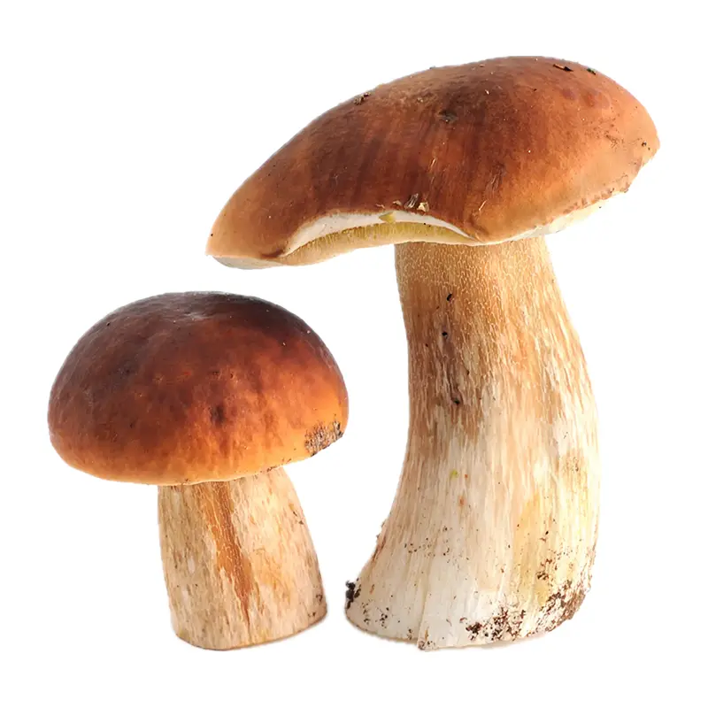 Nấm gan bò