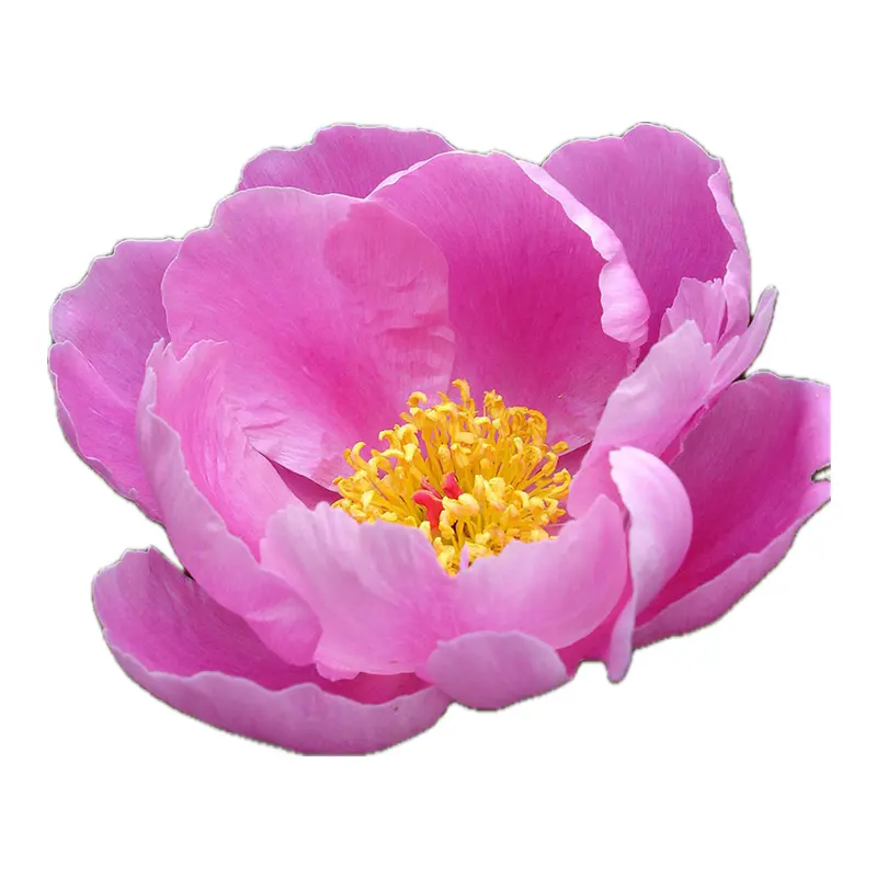 Mẫu đơn Trung Quốc