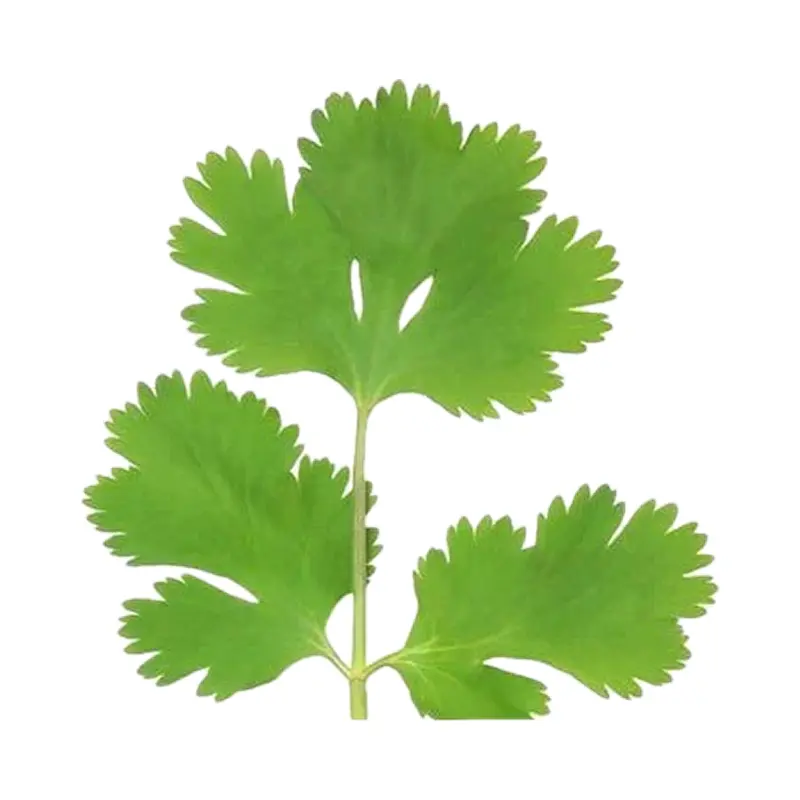Lá rau mùi