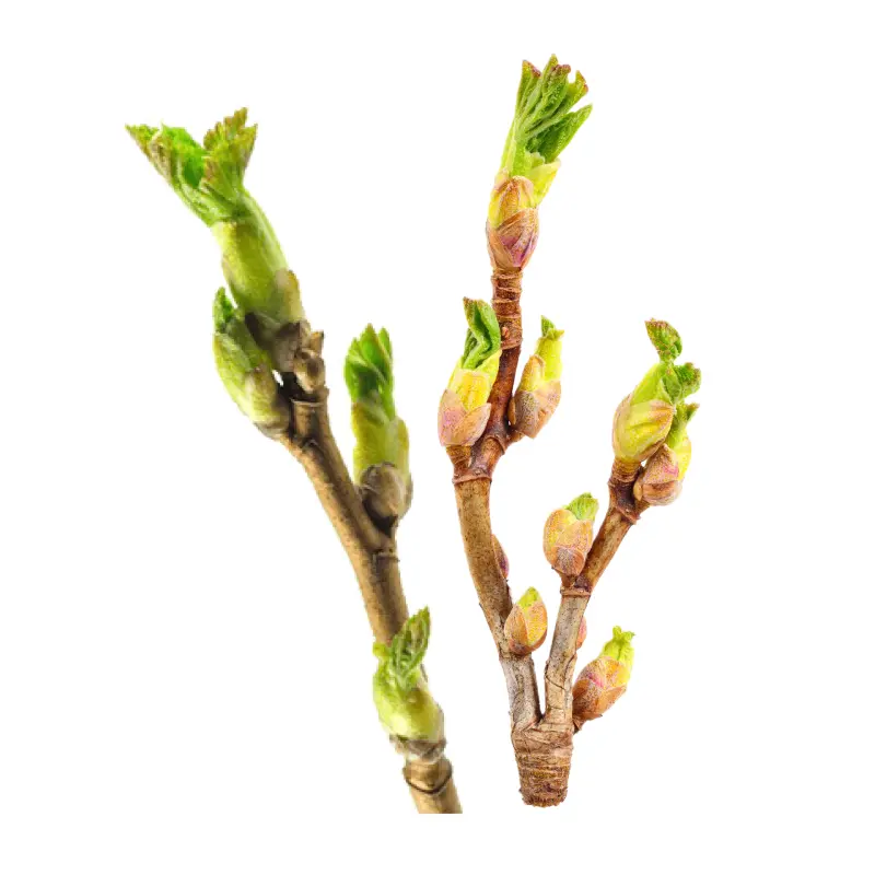 Chồi nụ quả lý chua