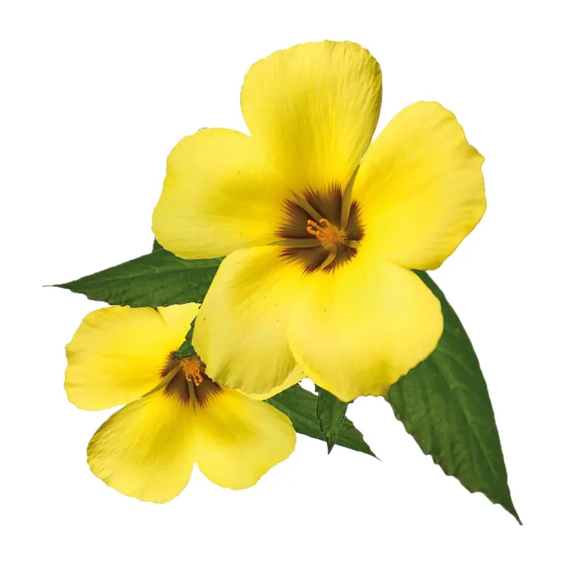 Cây tráng dương