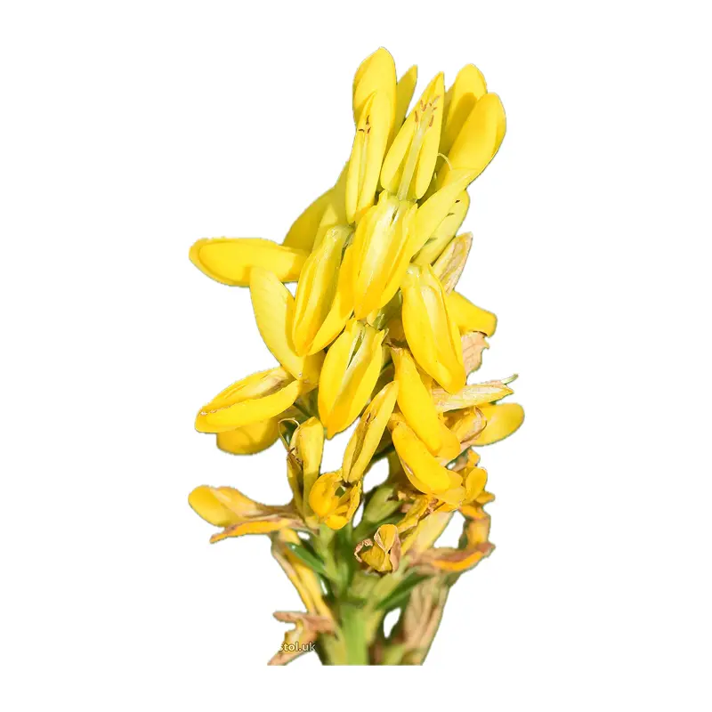 Cây đậu chổi nhuộm