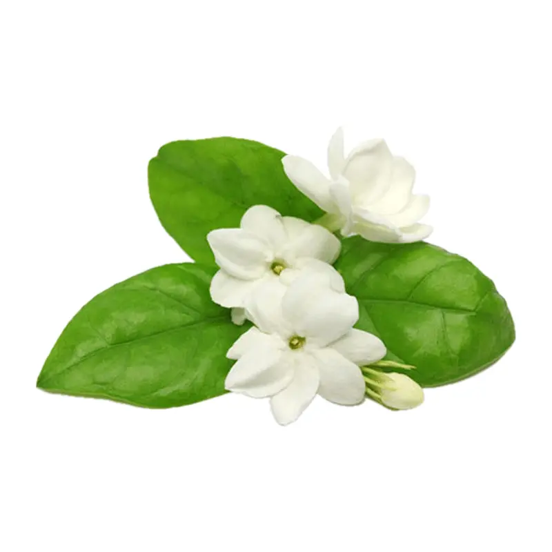 Nhài Ai Cập - Ấn Độ