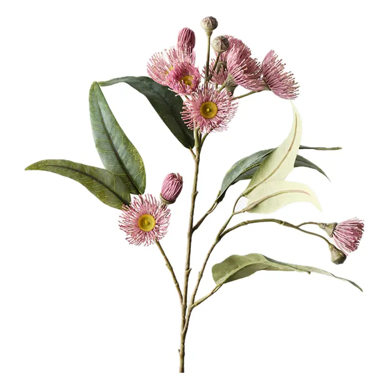 Hoa bạch đàn