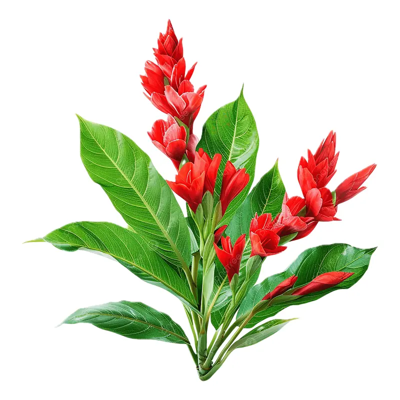 Hoa gừng