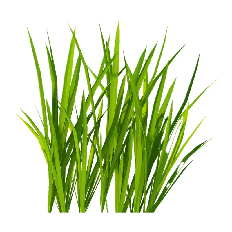 Cỏ xanh