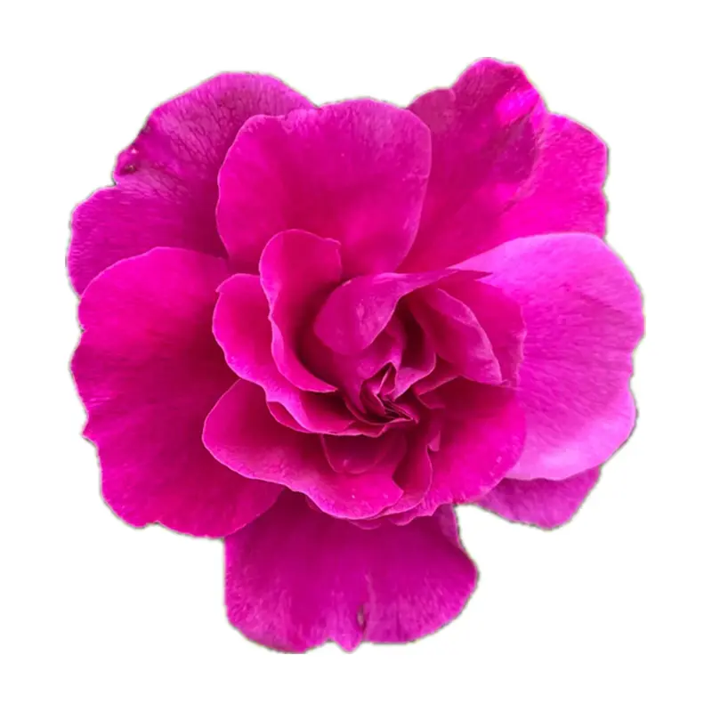 Hoa hồng Nhật