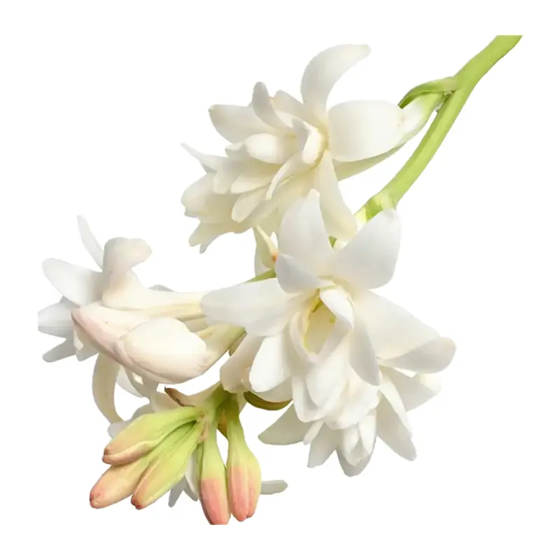 Hoa huệ Ấn Độ