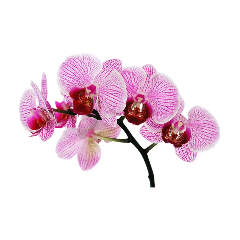 Lan Nhật Bản