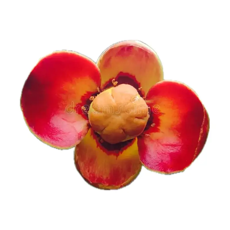 Hoa măng cụt