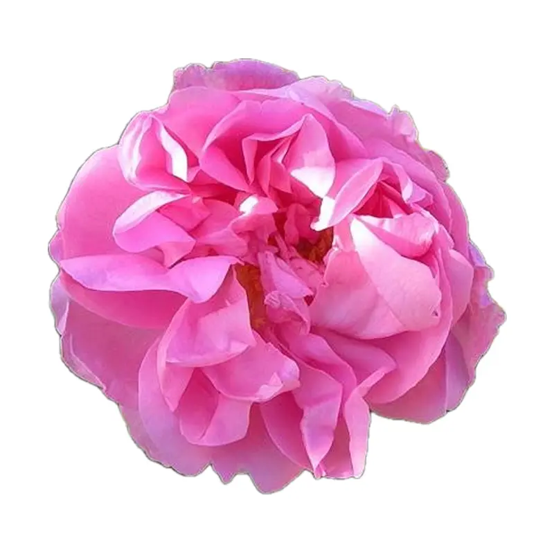 Hoa hồng tháng Năm