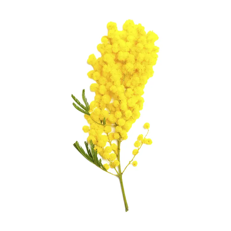 Tinh chất Mimosa