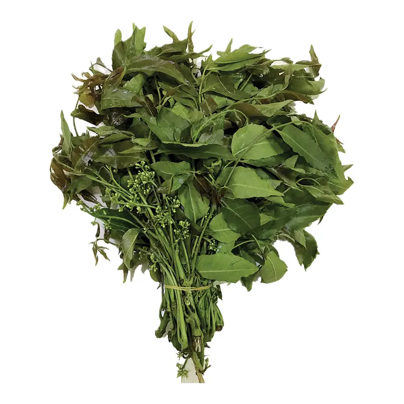 Cây sầu đâu