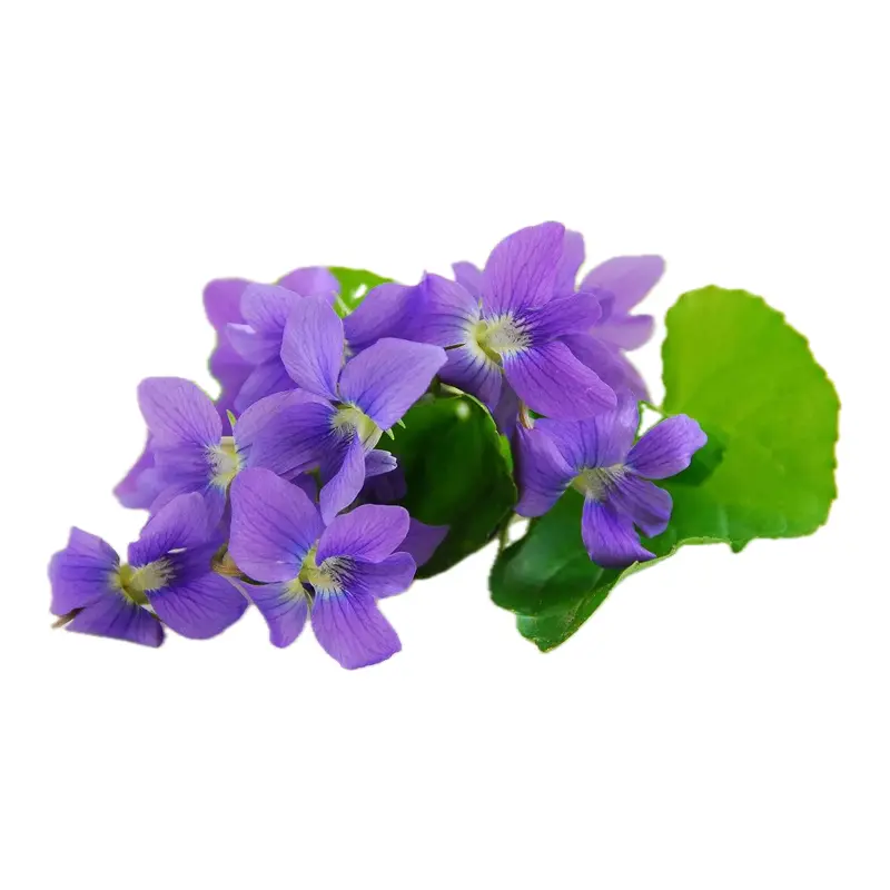 Hoa violet Parma