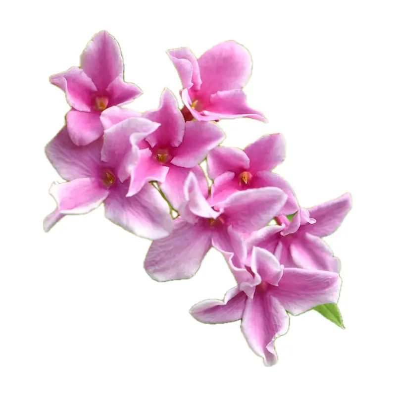 Hoa nhài hồng