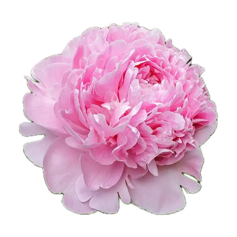 Mẫu đơn hồng