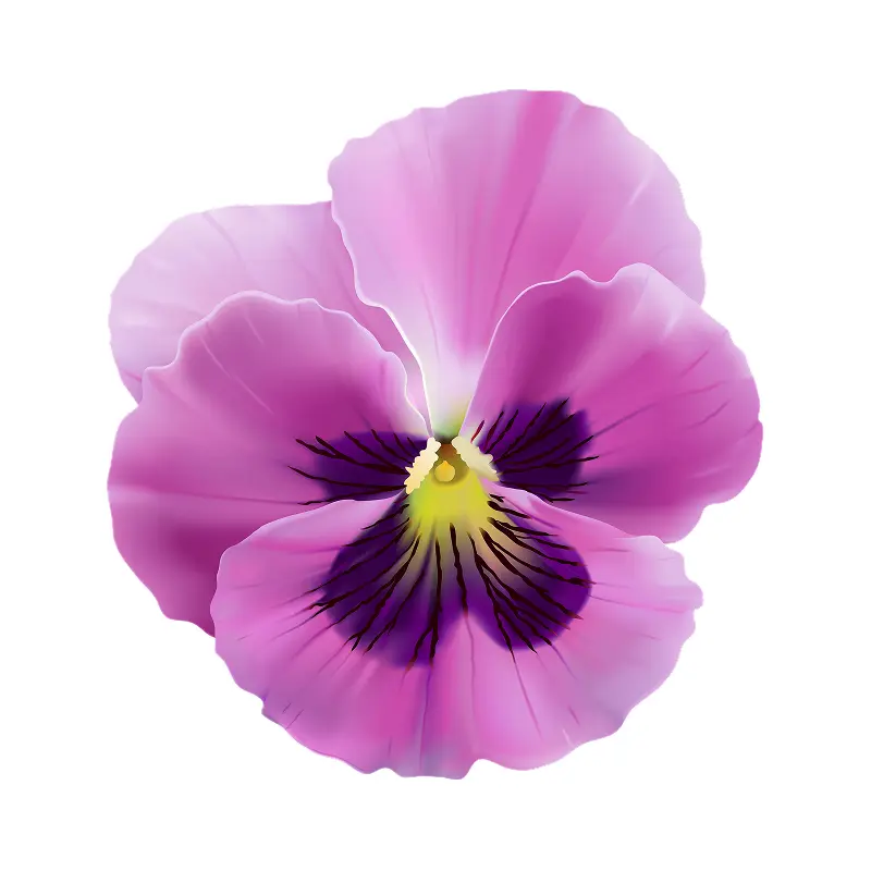 Hoa violet hồng
