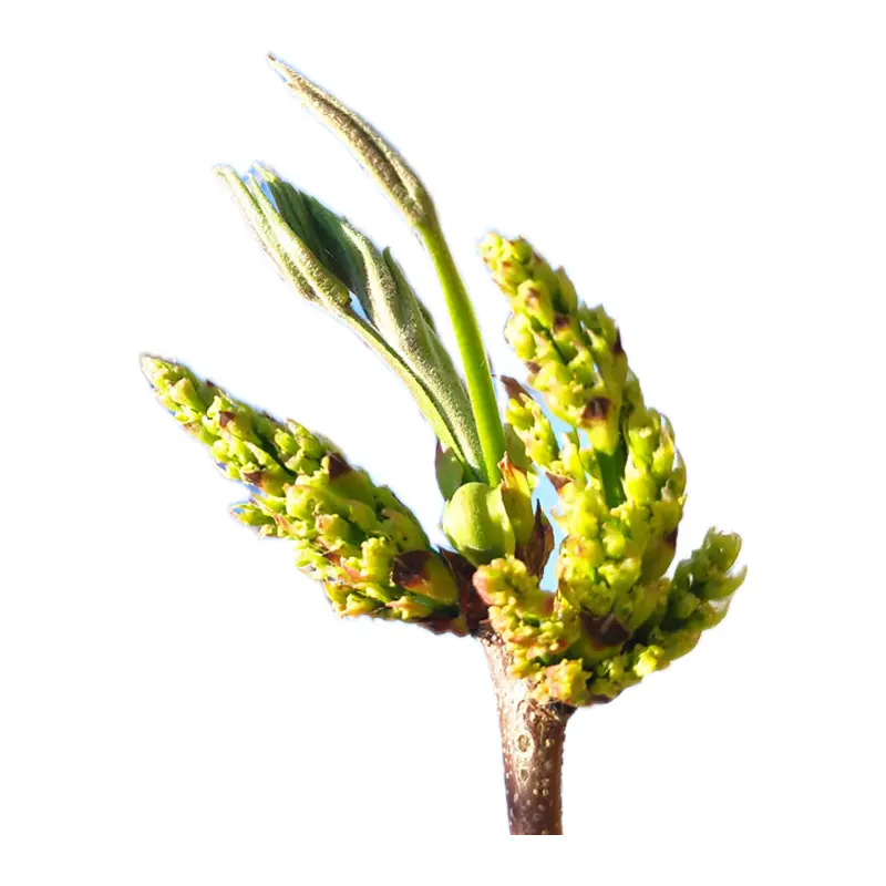 Hoa hạt dẻ cười
