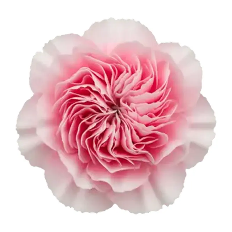 Hoa lụa (Albizia)