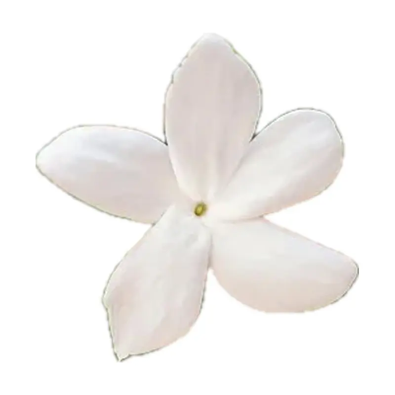 Hoa nhài Tây Ban Nha