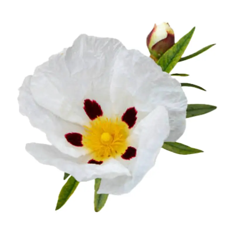 Nhựa Labdanum Tây Ban Nha