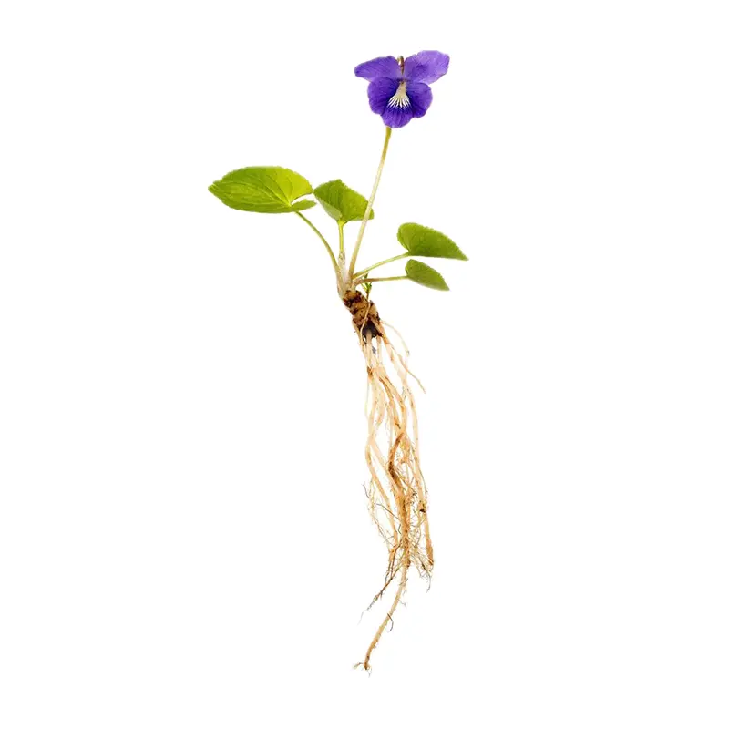 Rễ violet