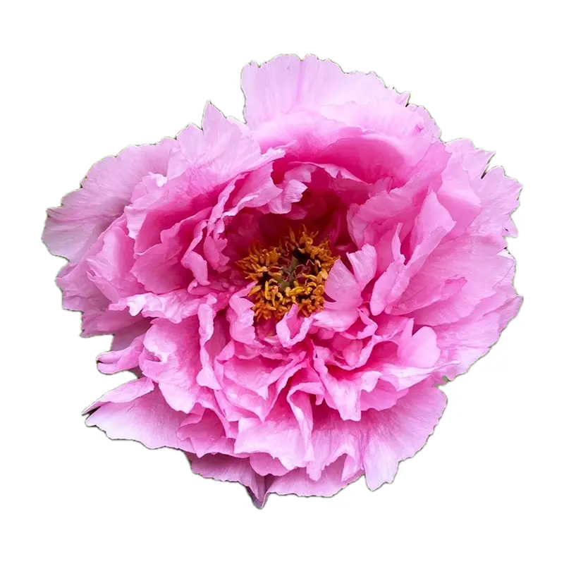 Mẫu đơn nước