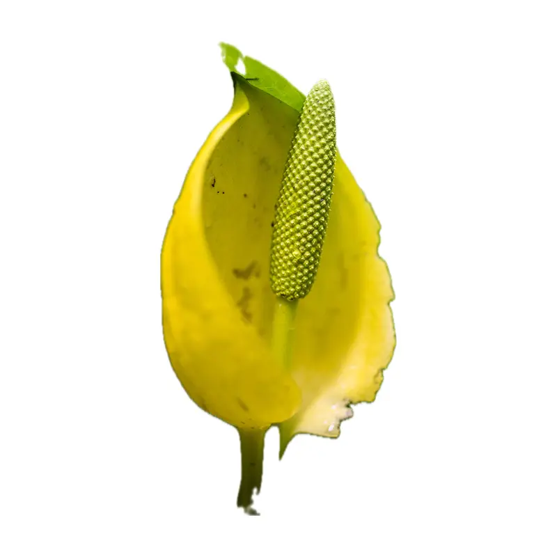 Bắp cải hôi