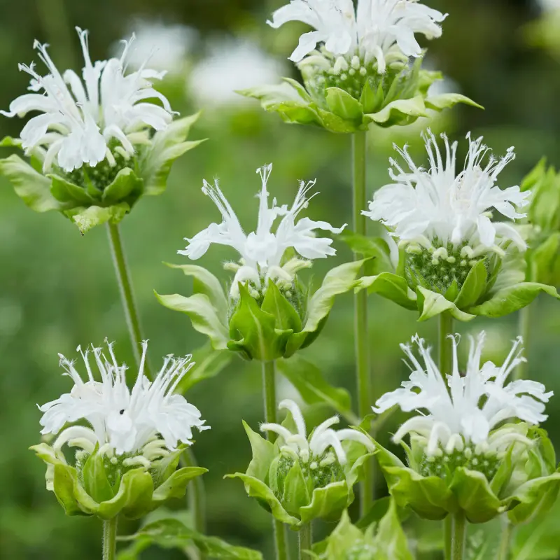 Cam Bergamot trắng