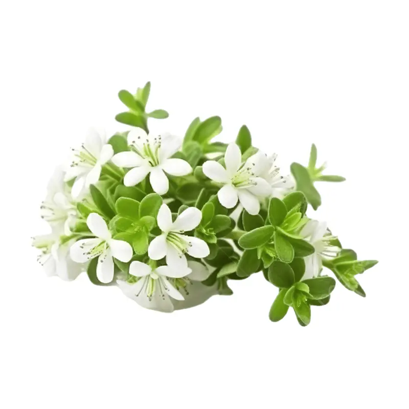 Xạ hương trắng