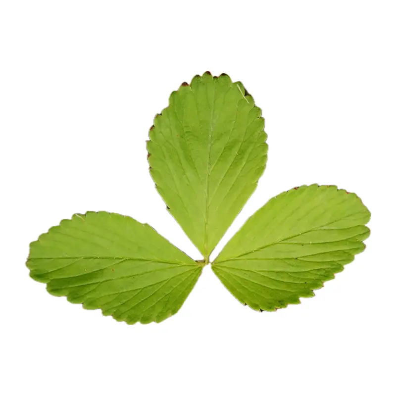 Lá dâu tây dại