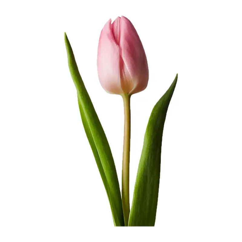 Tulip hồng